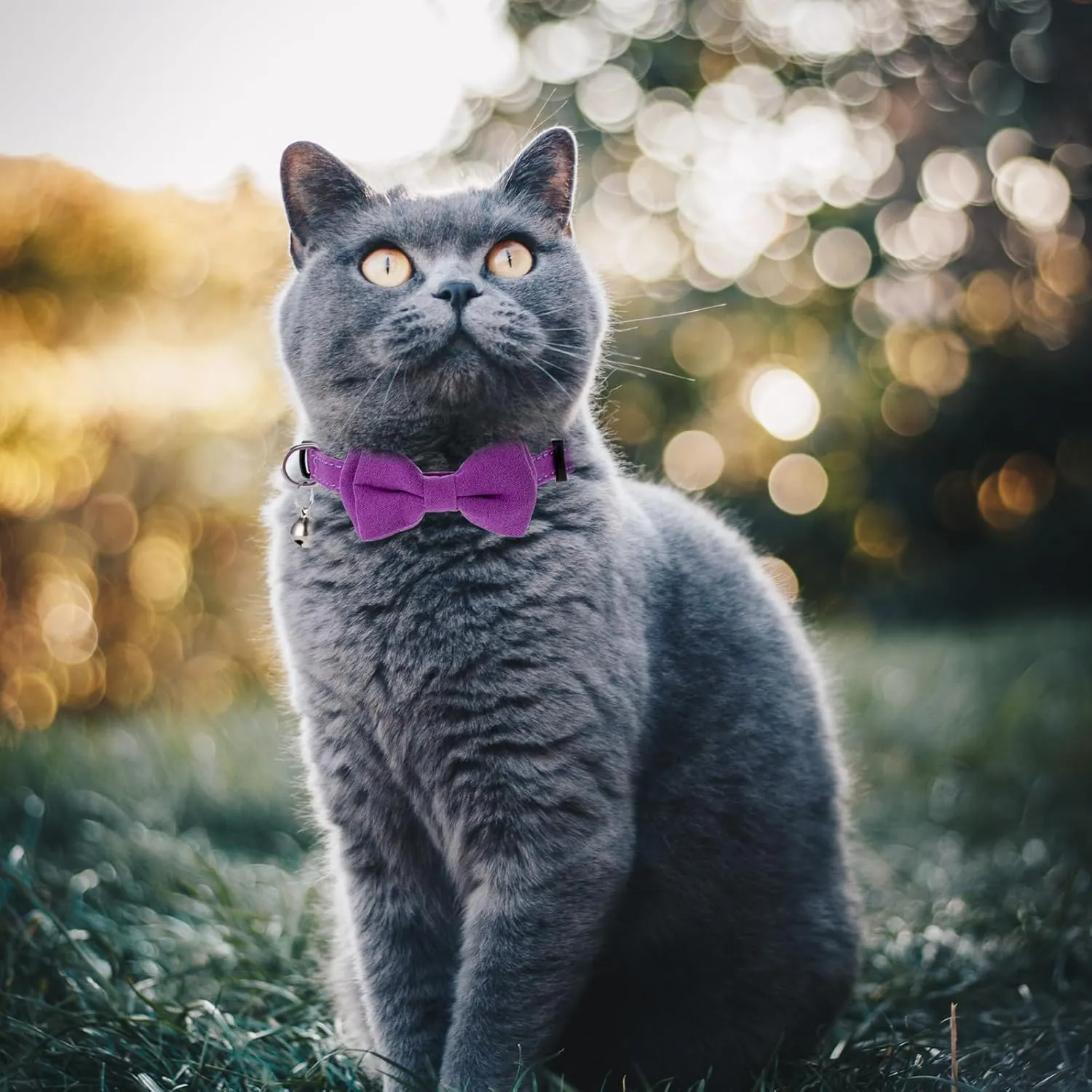 2 Pcs Kitten Collar with Bell Cute Cat Collar for Girl Cats Breakaway Bowtie Cat Collars Adjustable Small Puppy Safety Collar Solid Color Plaid Pet Collar (Purple)