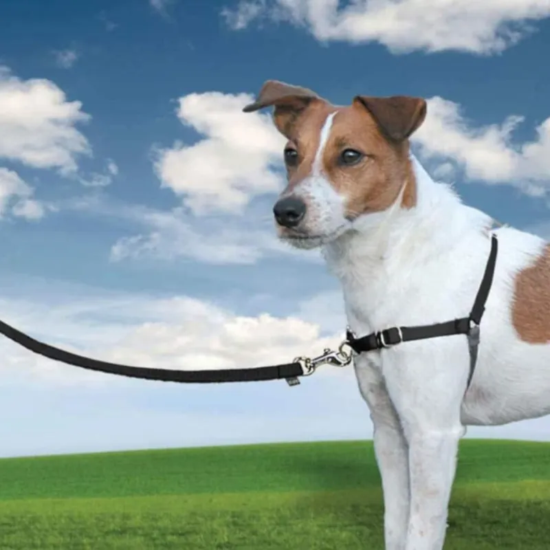 Adjustable Design Strap Pet Leash