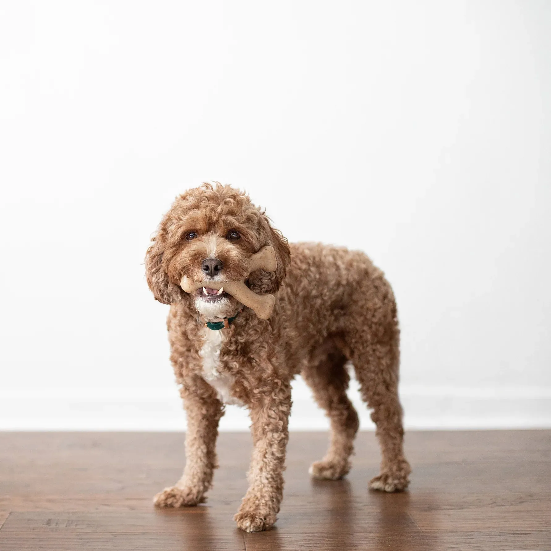 Benebone Wishbone
