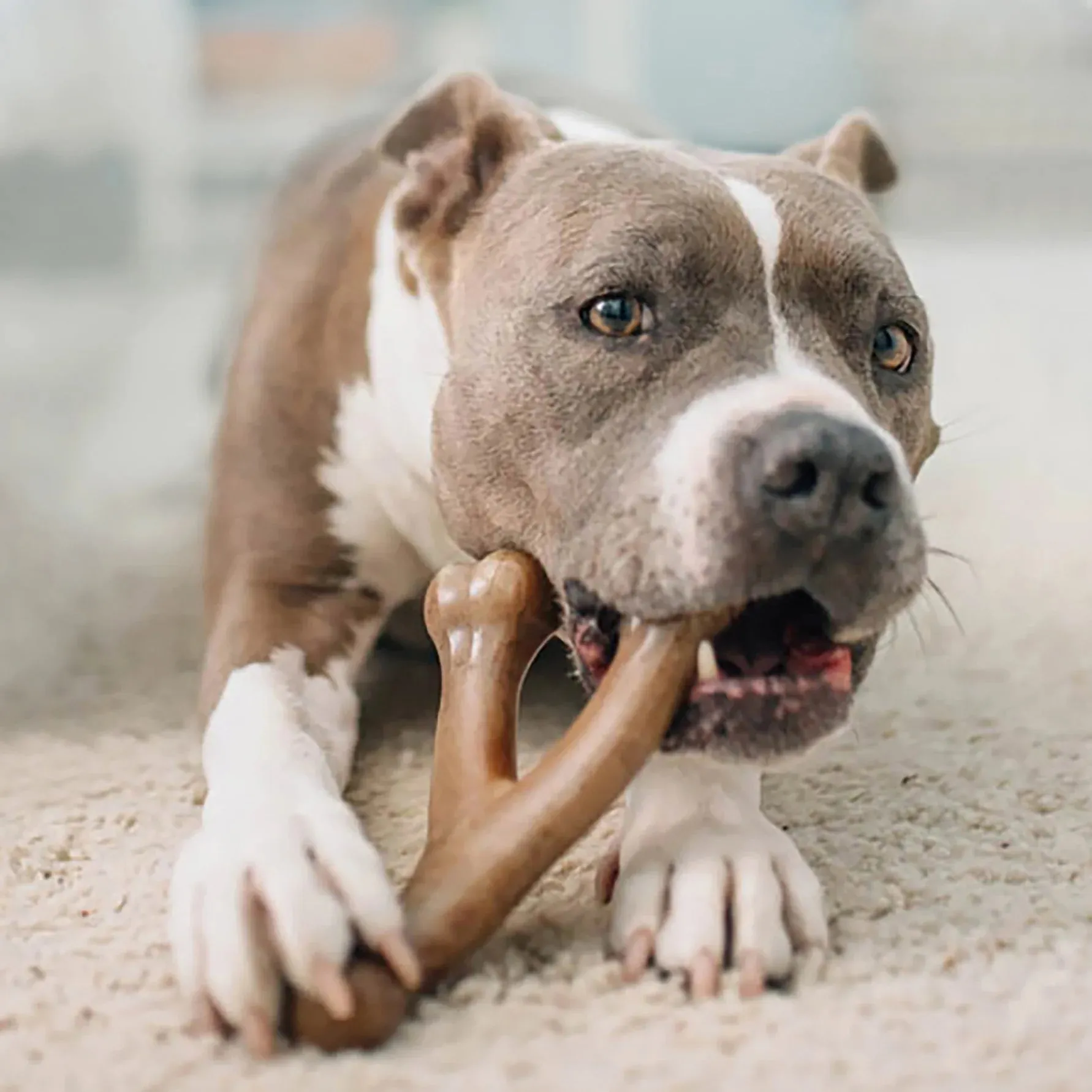 Benebone Wishbone