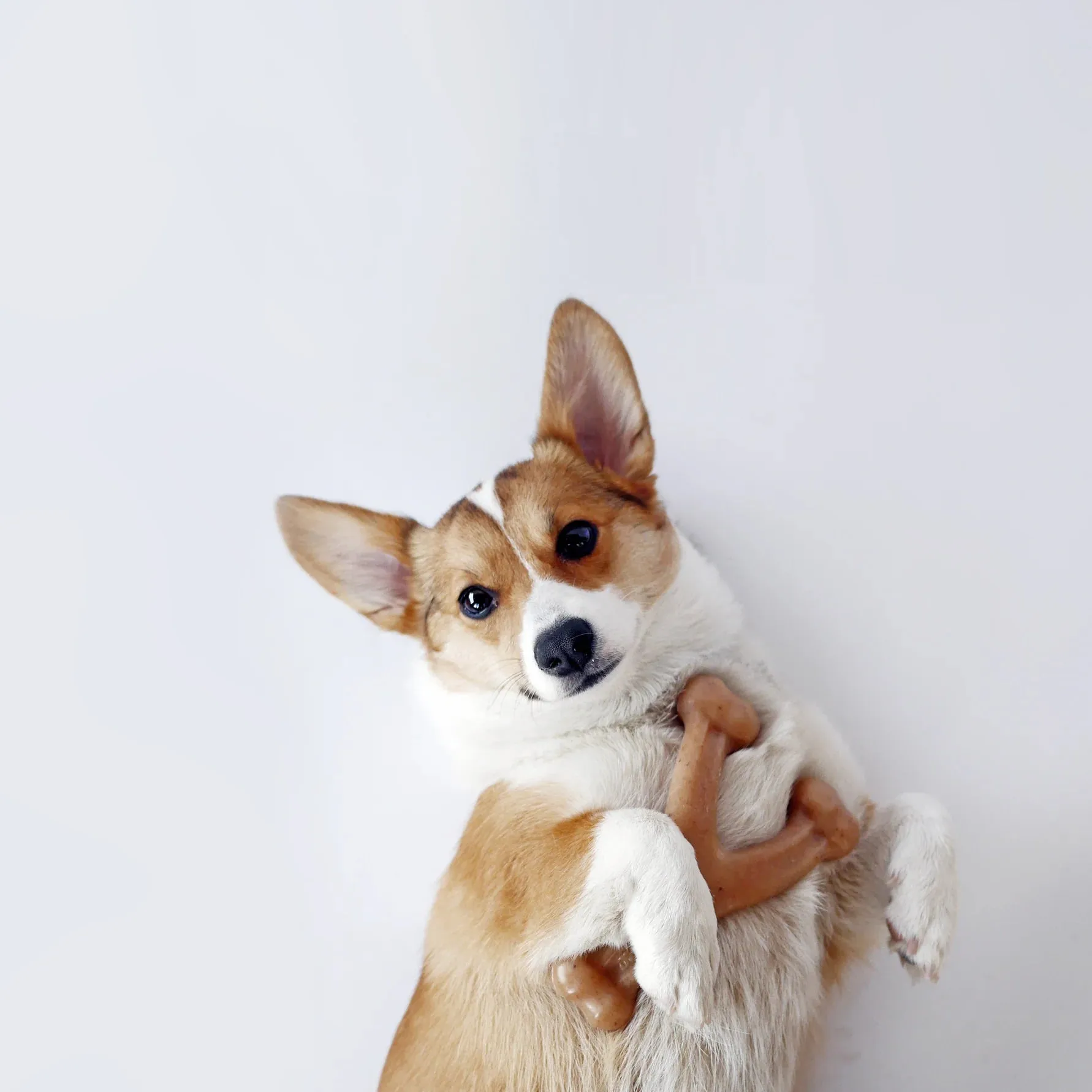 Benebone Wishbone