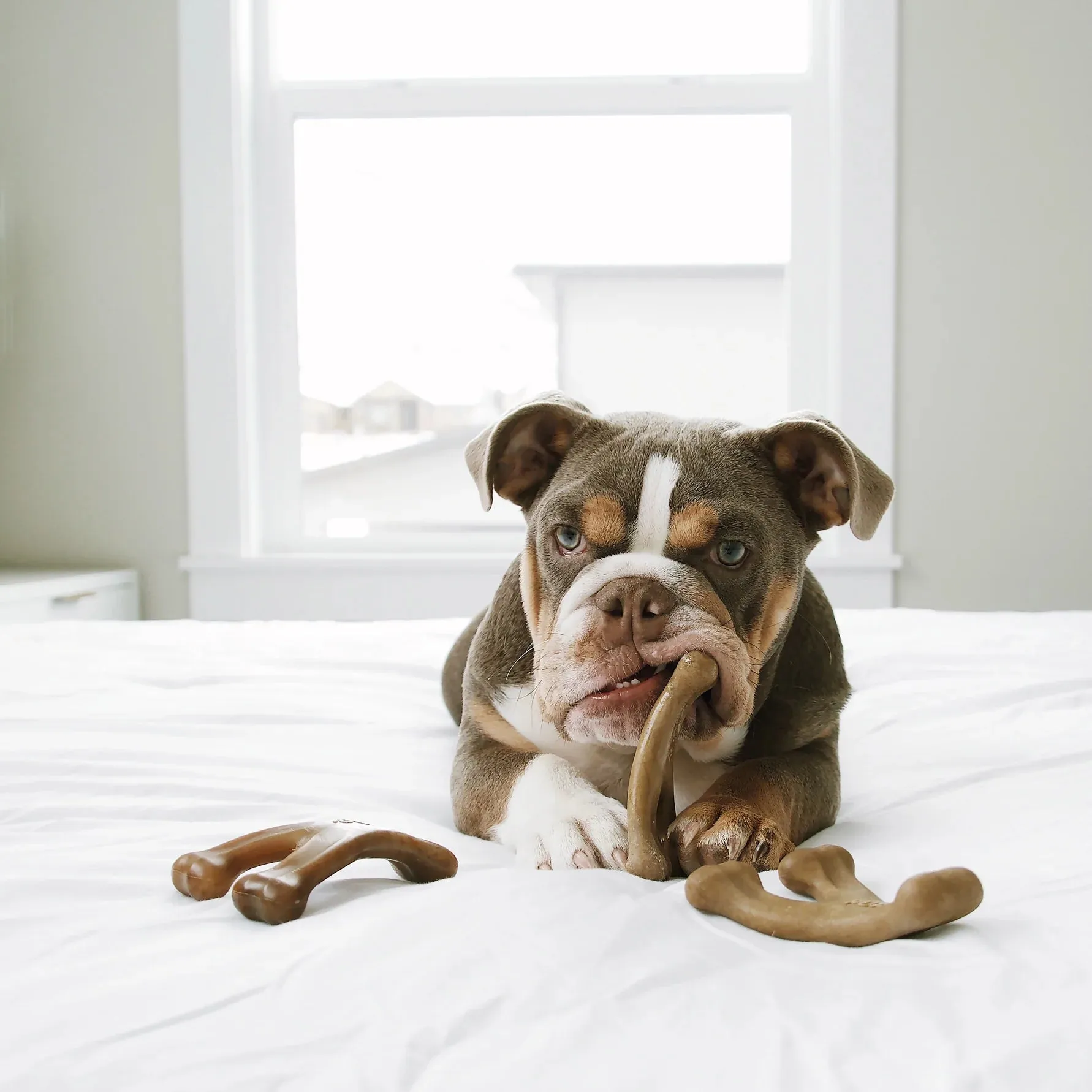 Benebone Wishbone
