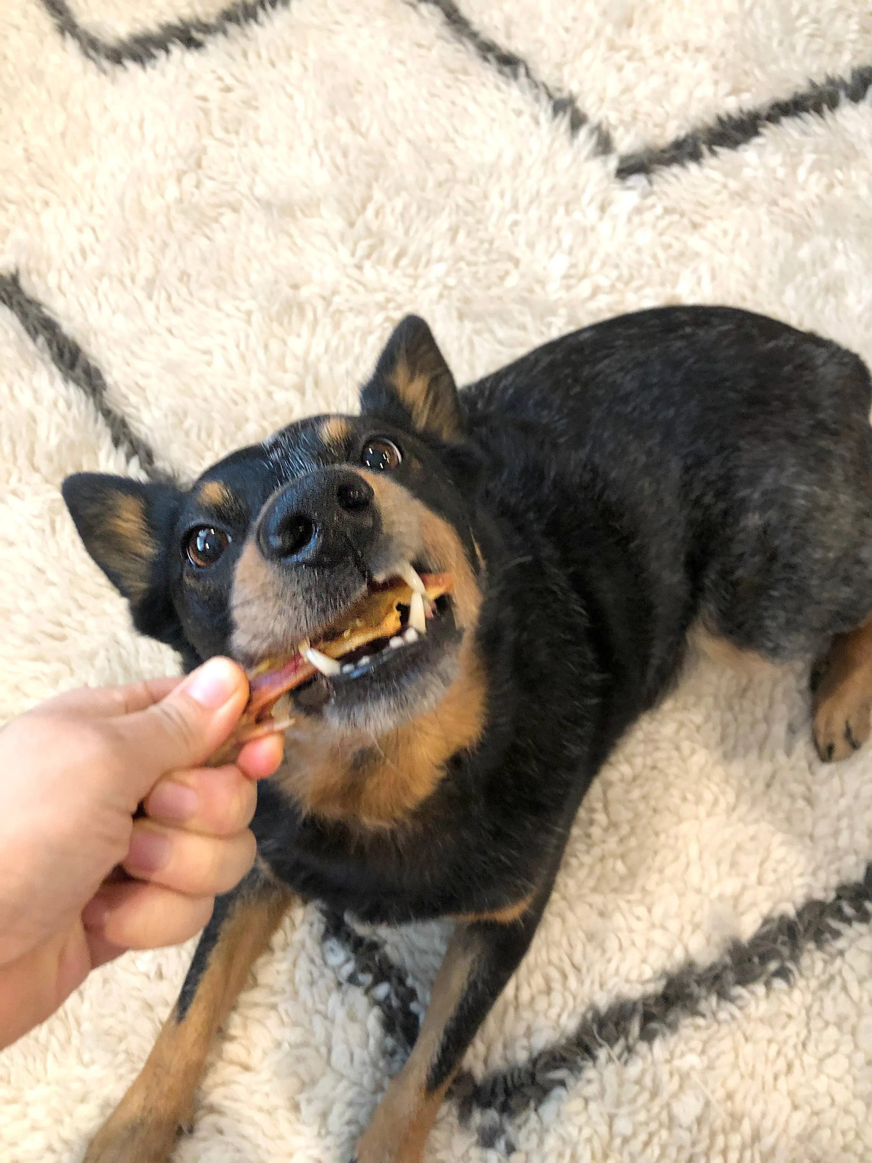 CRUNCHY DUCK FEET