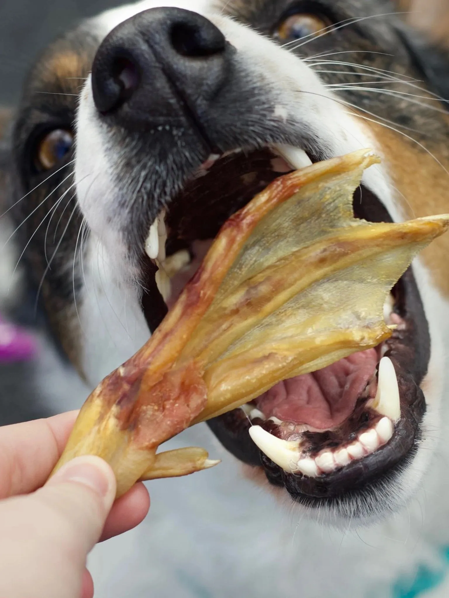 CRUNCHY DUCK FEET