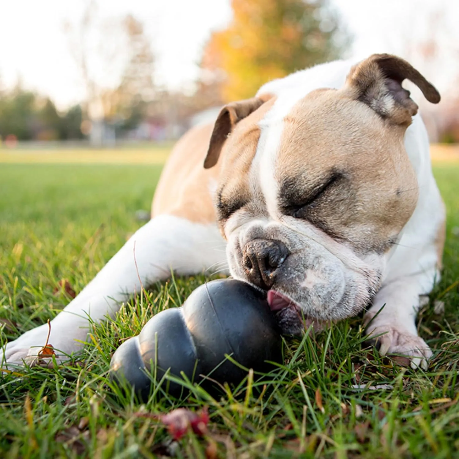 KONG Extreme Dog Toy - Fetch & Chew Toy - Treat-Filling Capabilities & Erratic Bounce for Extended Play Time Most Durable Natural Rubber Material - for Power Chewers - for Large Dogs
