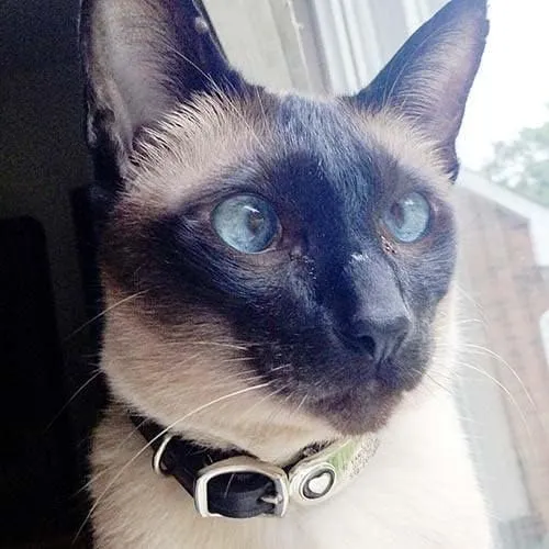 LuckyPet Paw Jewelry Collar Tag for Dogs and Cats, Custom Engraved, Durable, Quiet and Chew Proof, Attaches Flat to Any Collar, Small-Blue-Paw