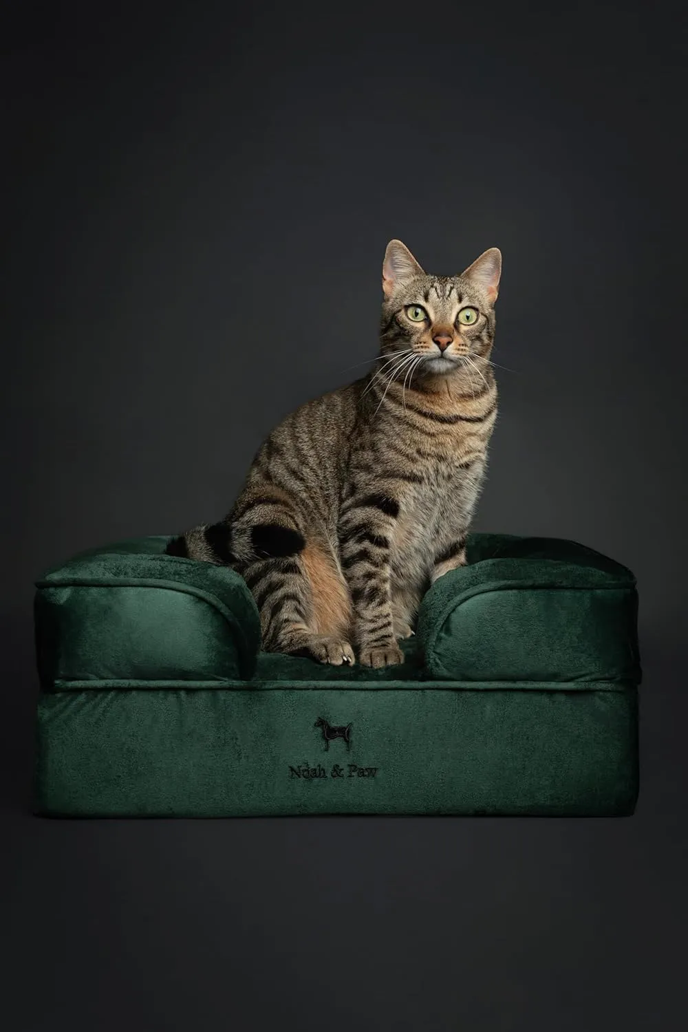 NOAH & PAW Small Dog Bed, 20x15x8 Inch, Cat Bed for Indoor Cats, Orthopedic Eggshell Memory Foam Infused with Cooling Gel, Waterproof Inner Cover Machine Washable (Velvet Collection)