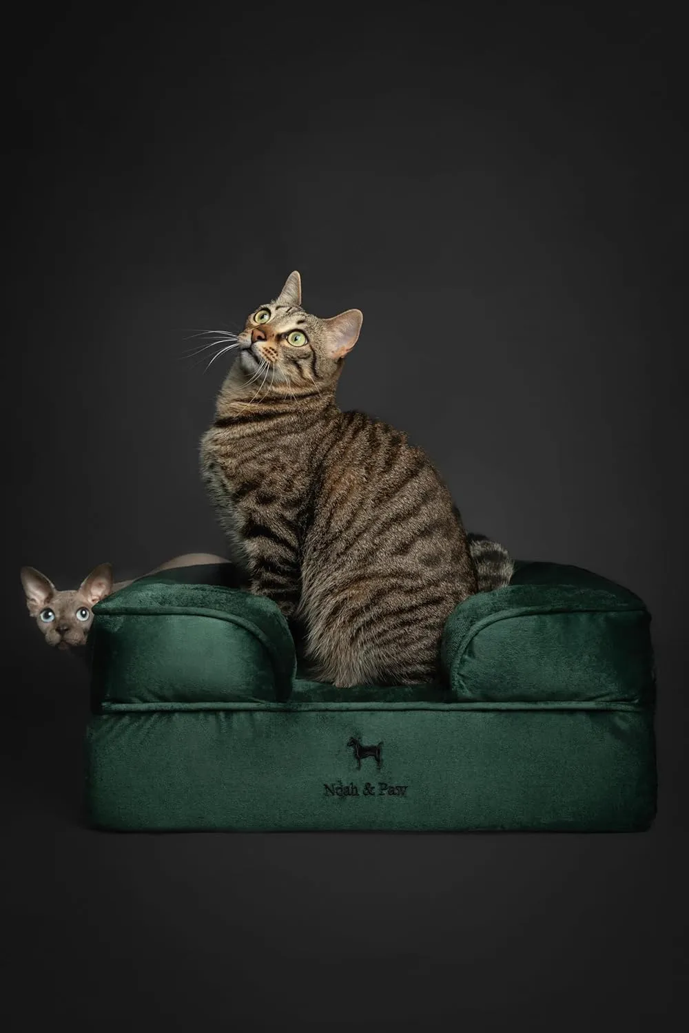NOAH & PAW Small Dog Bed, 20x15x8 Inch, Cat Bed for Indoor Cats, Orthopedic Eggshell Memory Foam Infused with Cooling Gel, Waterproof Inner Cover Machine Washable (Velvet Collection)
