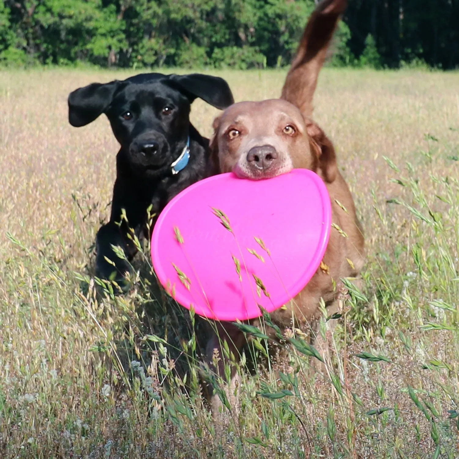 Ruff Dawg K9 Flyer Dog Toy